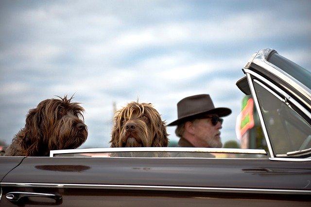 Perros acompañando al conductor en la parte de atrás del coche